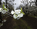 Orchard Blossom 144